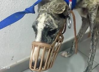 Aux portes de la mort, un chien famélique est sauvé de justesse (Espagne)
