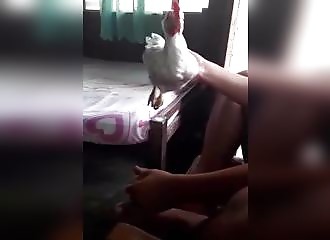 On dirait que ce poulet est suspendu dans les airs