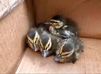 Une vidéo YouTube avec des cris de canard sauve des canetons