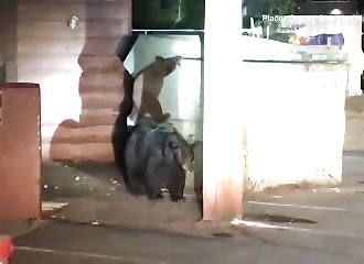Californie : des policiers aident un ourson à sortir d’une benne à ordures