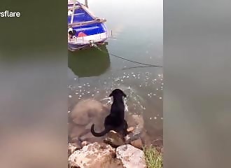 Ce chien devient un héros en sauvant un chiot