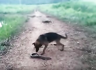 Rencontre sous haute tension entre un chien et une anguille électrique