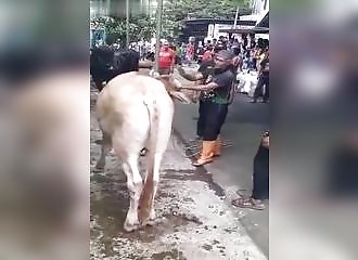 Avant de mourir, une vache donne un coup de patte à son égorgeur