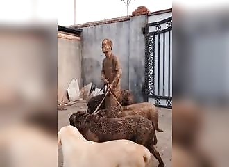 Un homme rentre de promenade avec ses énormes chiens