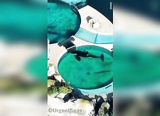 The world's loneliest killer whale stares motionless at its aquarium door for 24 hours in Argentina