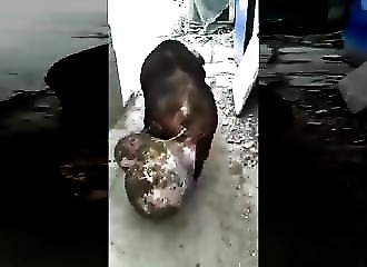 OMG : la gigantesque paire de couilles de ce cochon !