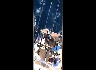Juste pour le plaisir, des pêcheurs abattent un requin-tigre (Mexique)