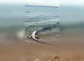 Un requin dévore un crocodile à quelques mètres de la plage, sous les yeux ébahis des baigneurs