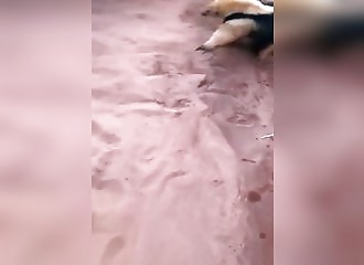 Un blaireau se défend avec beaucoup d’énergie
