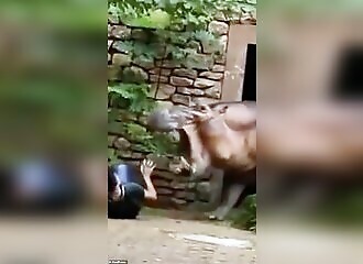 Un gardien de zoo se fait attaquer par un hippopotame