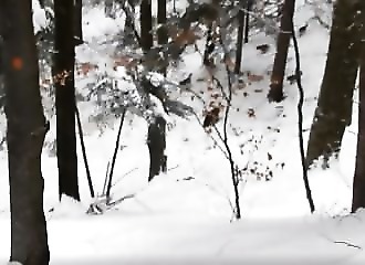 Sans l’intervention de ce garde forestier, ces oursons auraient été tués par ces loups