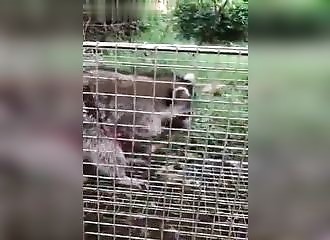Un raton laveur dévore ses propres intestins