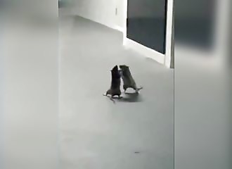 Choqué, un chat assiste à la bagarre entre deux rats