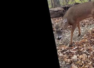 Un jeune cerf vient dire bonjour à une famille de chasseurs