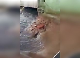 Une ratte sauve ses petits de leur terrier inondé