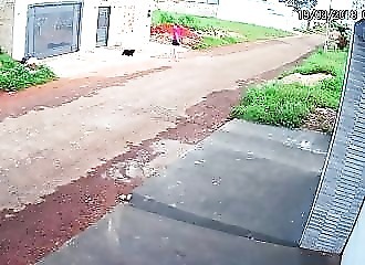 Brésil : un rottweiler s’attaque à un caniche et un automobiliste s’en mêle