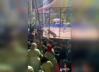 Tiger attacks circus worker in Egypt