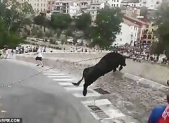 A bull jumps over a wall and dies during a Spanish festival