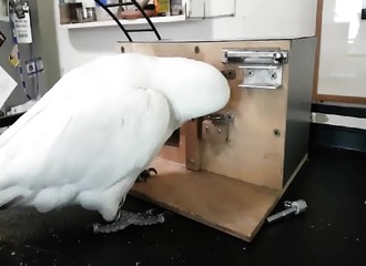 Ce Cacatoès est si intelligent qu’il est capable de résoudre ce puzzle box en 2 minutes seulement
