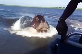 Un hippopotame tente de détruire une embarcation