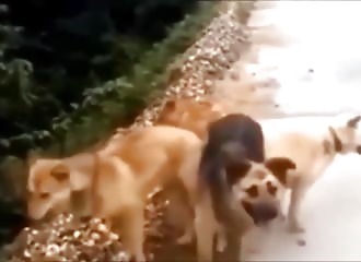4 chiens organisent une partouze et se retrouvent collés