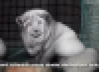 Une vidéo choquante révèle la cruauté des animaux dans les fermes à fourrure finlandaises (Public averti)
