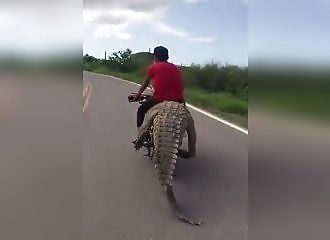 Transporter un crocodile sur sa moto