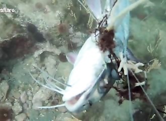 Des plongeurs sauvent la vie à un poisson coincé dans des lignes de pêche (Afrique du Sud)