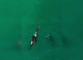 Orcas playing with a swimmer (who must have been very scared)