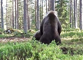 Impressionnant combat entre deux ours bruns