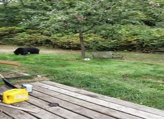 Une maman ourse et ses deux oursons s’aventurent dans le jardin d'un homme (Canada)