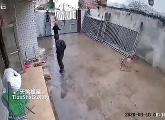 Un buffle d’eau fait la peau à son propriétaire (Chine)