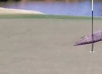 Un alligator géant vient perturber une partie de golf (Géorgie)