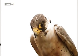 Il n’aurait jamais dû lâcher son faucon au bord d’une autoroute...