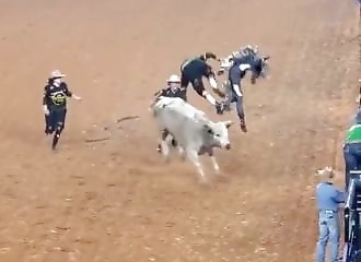 Ce taureau en a assez des rodéos, il le montre