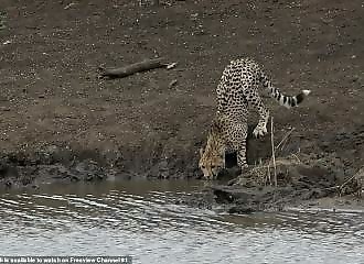 Tragic confrontation between a cheetah and a crocodile in Phinda