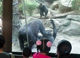 Deux gorilles créent la surprise dans un zoo