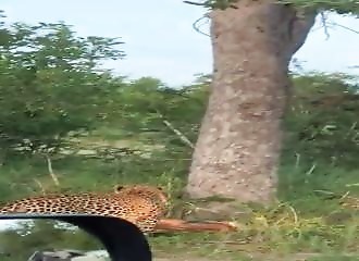 Un puissant léopard entraîne sa proie au sommet d’un arbre