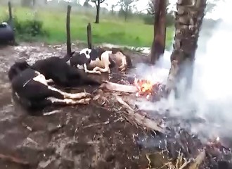 Un fermier filme le désastre qu’a causé la foudre dans son exploitation agricole
