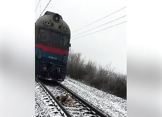 Deux chiens coincés sur une voix ferrée alors qu'un train arrive