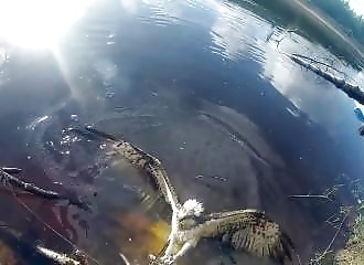 Un homme délivre un balbuzard pêcheur coincé dans du fil de pêche (Russie)