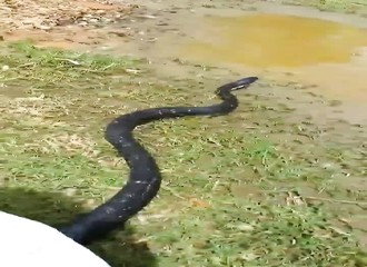Une femme capture un gros serpent noir qui s’est réfugié dans sa maison