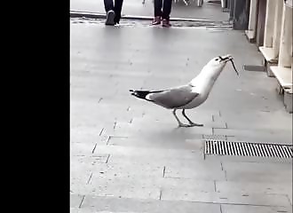 Pratiquement d’un trait, une mouette avale un rat !