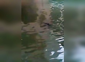 Un chien se fait attaquer par un crocodile en pleine ville