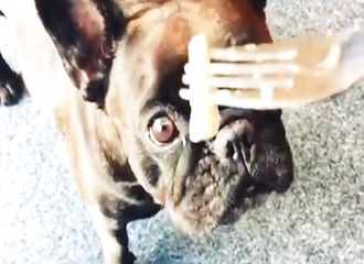 Un chien découvre pour la première fois du hareng fermenté