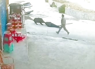 Attacked by a wild boar, he is saved by witnesses to the scene (Warning - shocking)