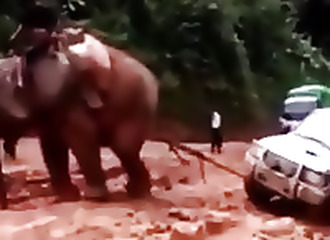 Une voiture embourbée se fait tracter par un éléphant