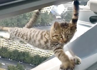  Expert rescues cat trapped on 15? floor of building in China 