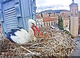 Une cigogne blanche se nourrit avec un plastique