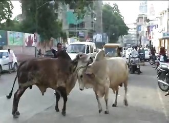 Un homme manque de se faire tuer par deux vaches